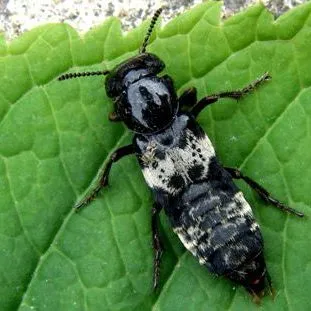 thumbnail for publication: Hairy Rove Beetle Creophilus maxillosus (Linnaeus) (Insecta: Coleoptera: Staphylinidae)